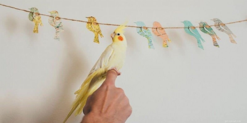 Top 7 Friendly Pet Birds: Intelligent, Loving, and Family‑Friendly Choices