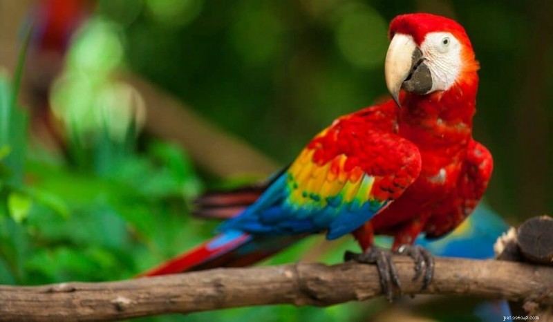 Top 7 Friendly Pet Birds: Intelligent, Loving, and Family‑Friendly Choices