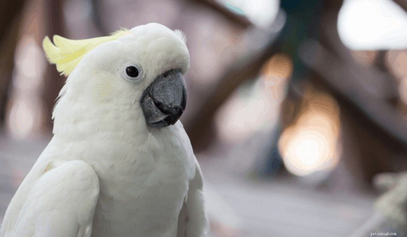 Top 7 Friendly Pet Birds: Intelligent, Loving, and Family‑Friendly Choices