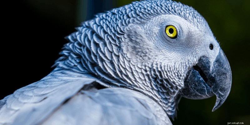 The 7 Most Intelligent Pet Birds – A Guide to the Smartest Companion Birds