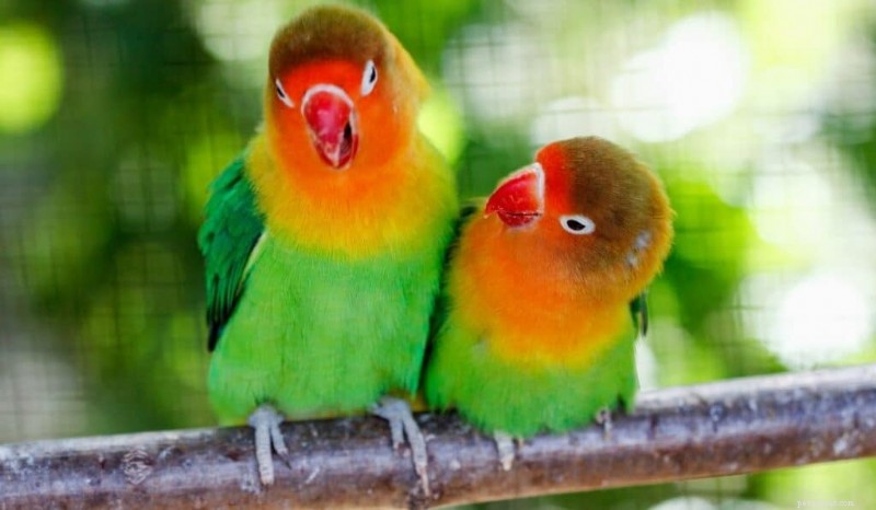 Top 7 Green Pet Parrots: Species, Care, and Cost Guide