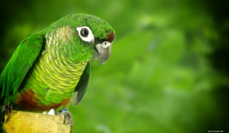 Top 7 Green Pet Parrots: Species, Care, and Cost Guide