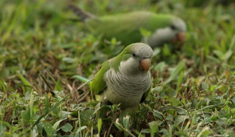 Top 7 Green Pet Parrots: Species, Care, and Cost Guide