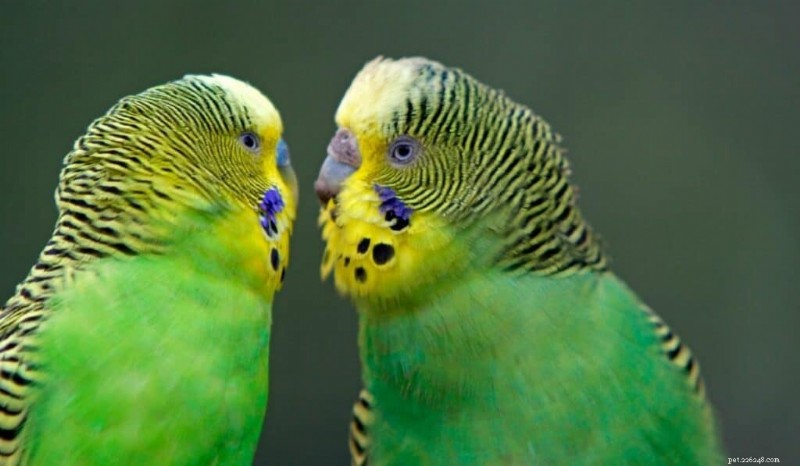 Top 7 Green Pet Parrots: Species, Care, and Cost Guide