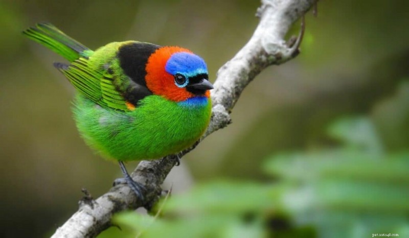 11 of the World’s Most Vibrant Birds