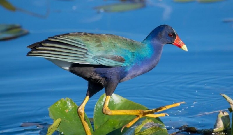 11 of the World’s Most Vibrant Birds