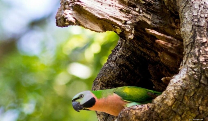 Why Parakeets Need a Nest Box: Expert Care Tips for Housing, Rest, and Breeding