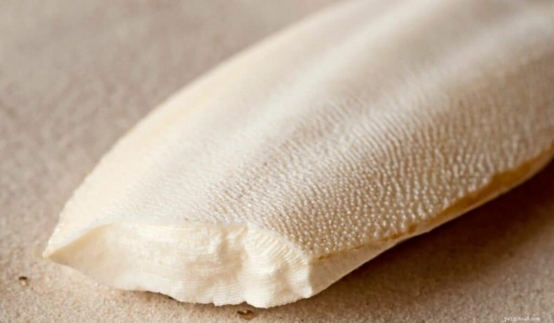 Do Macaws Need Cuttlebone? The Essential Guide