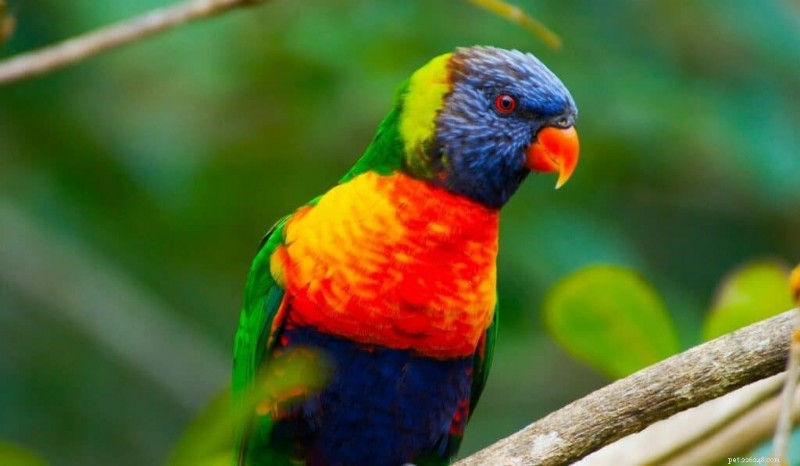 Top 7 Most Colorful Parrots: Care, Cost & Habitat Insights