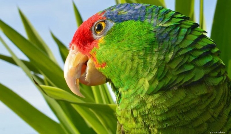 Top 7 Most Colorful Parrots: Care, Cost & Habitat Insights