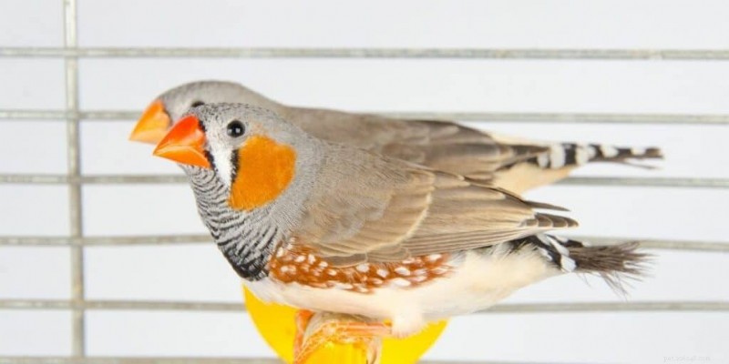 How Long Do Zebra Finches Live in Captivity? A Complete Guide