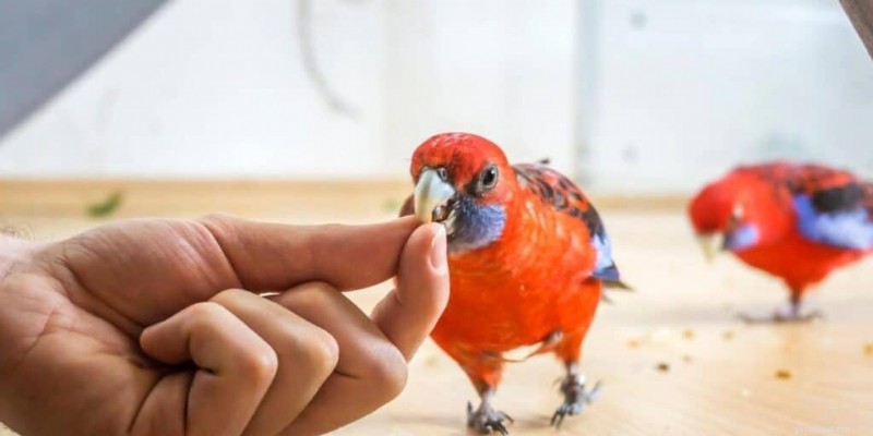 The 7 Best Talking Birds: A Guide to Intelligent, Engaging Pets