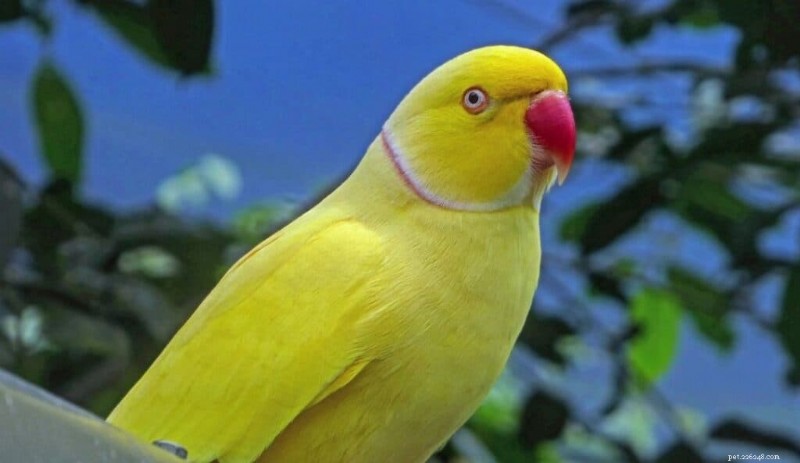 The 7 Best Talking Birds: A Guide to Intelligent, Engaging Pets