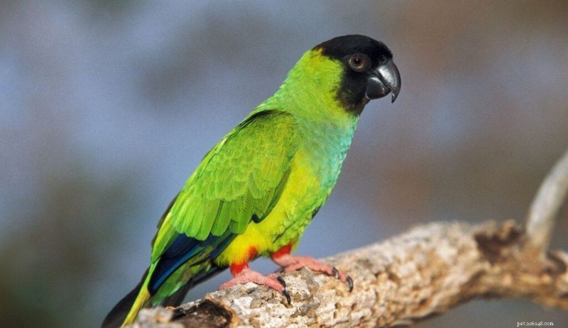 9 Small Talking Birds That Will Keep You Company