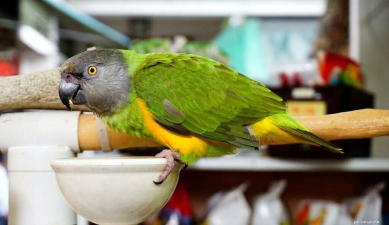 9 Small Talking Birds That Will Keep You Company