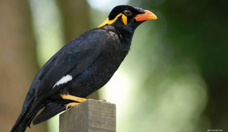 9 Small Talking Birds That Will Keep You Company