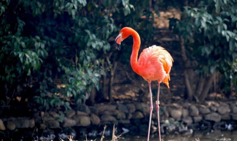 The Seven Most Expensive Pet Birds – Which Would You Choose?