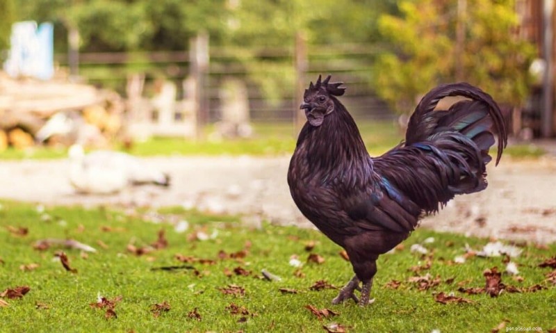 The Seven Most Expensive Pet Birds – Which Would You Choose?
