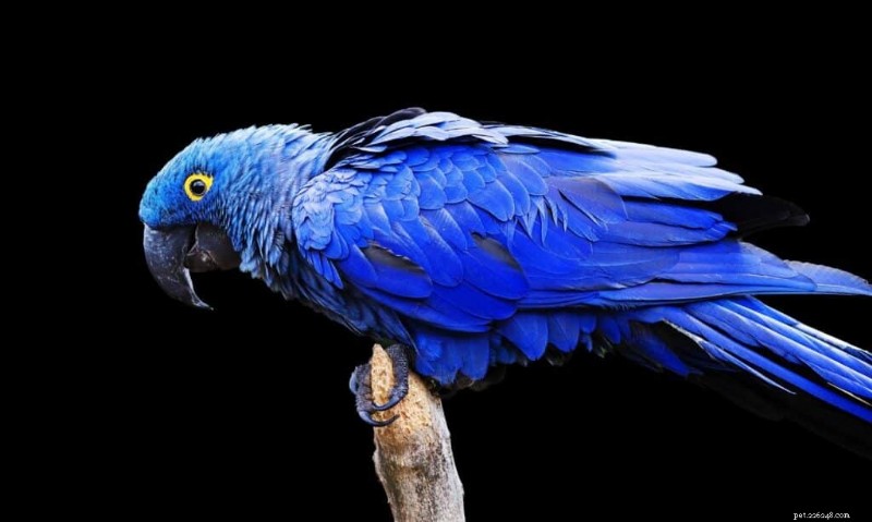 The Seven Most Expensive Pet Birds – Which Would You Choose?