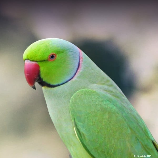 Top 7 Parakeets for First‑Time Keepers – Expert Guide to Choosing the Perfect Pet