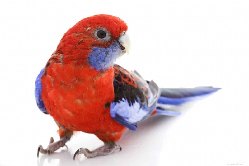 Top 7 Parakeets for First‑Time Keepers – Expert Guide to Choosing the Perfect Pet