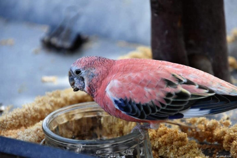 Top 7 Parakeets for First‑Time Keepers – Expert Guide to Choosing the Perfect Pet