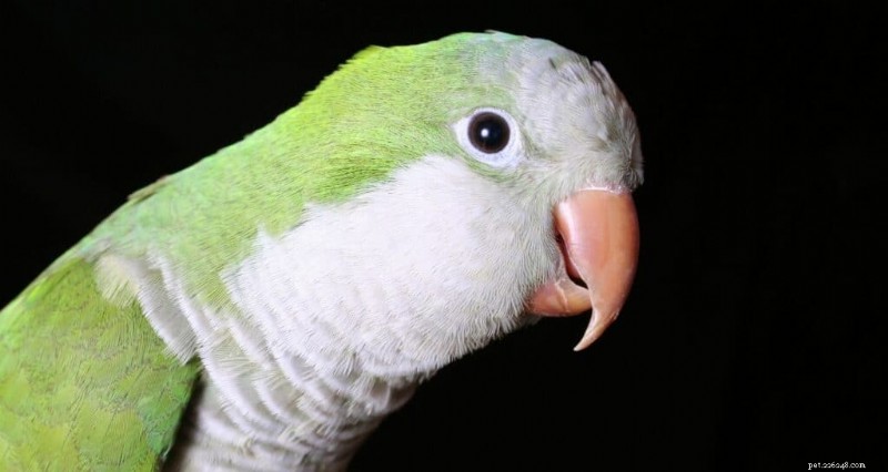 Top 9 Apartment‑Friendly Birds for Small Spaces