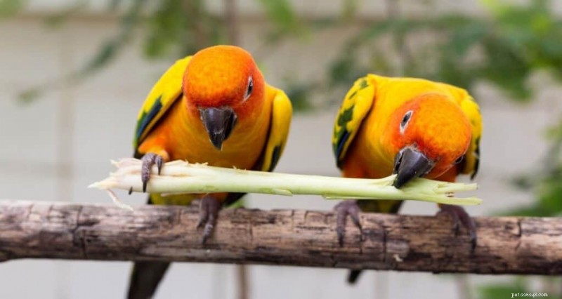 Top 9 Apartment‑Friendly Birds for Small Spaces