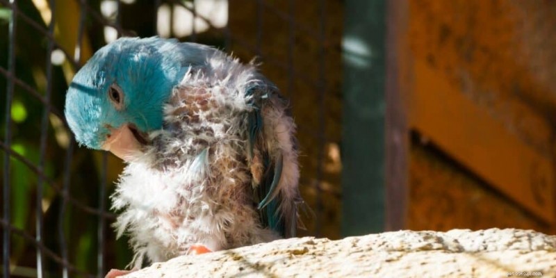 Can Stress Kill Your Parakeet? Causes, Symptoms, and Prevention