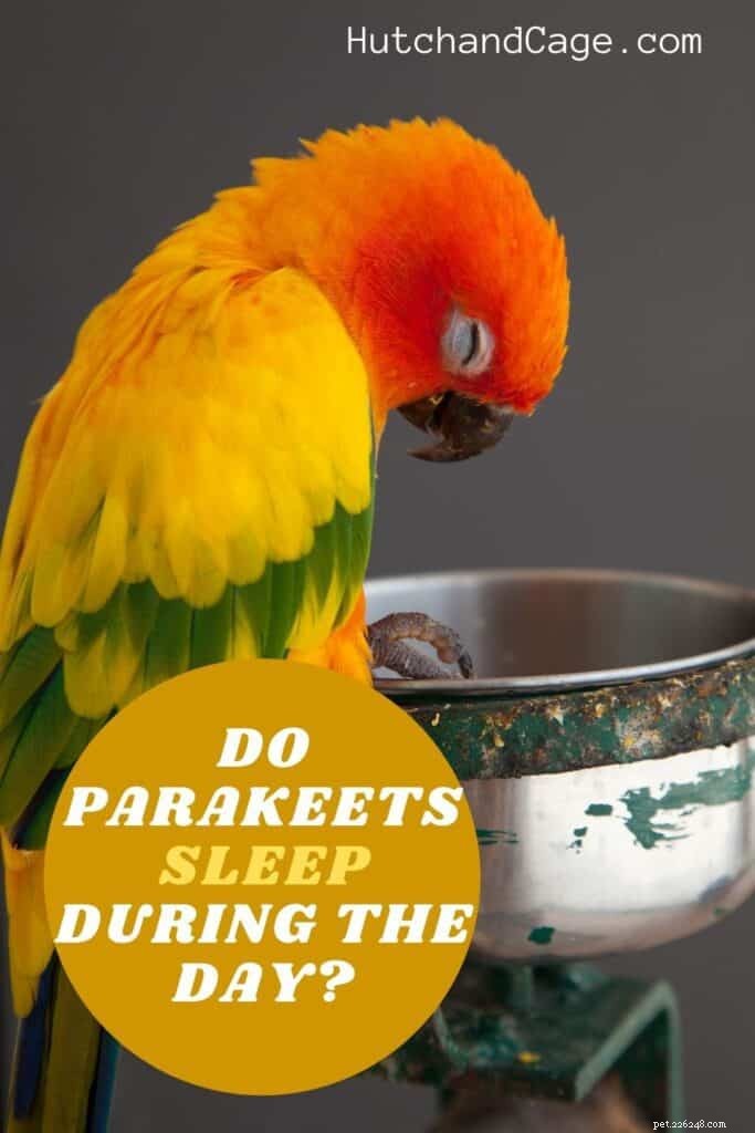 Do Parakeets Need Daytime Naps? Expert Guidance on Their Sleep Habits