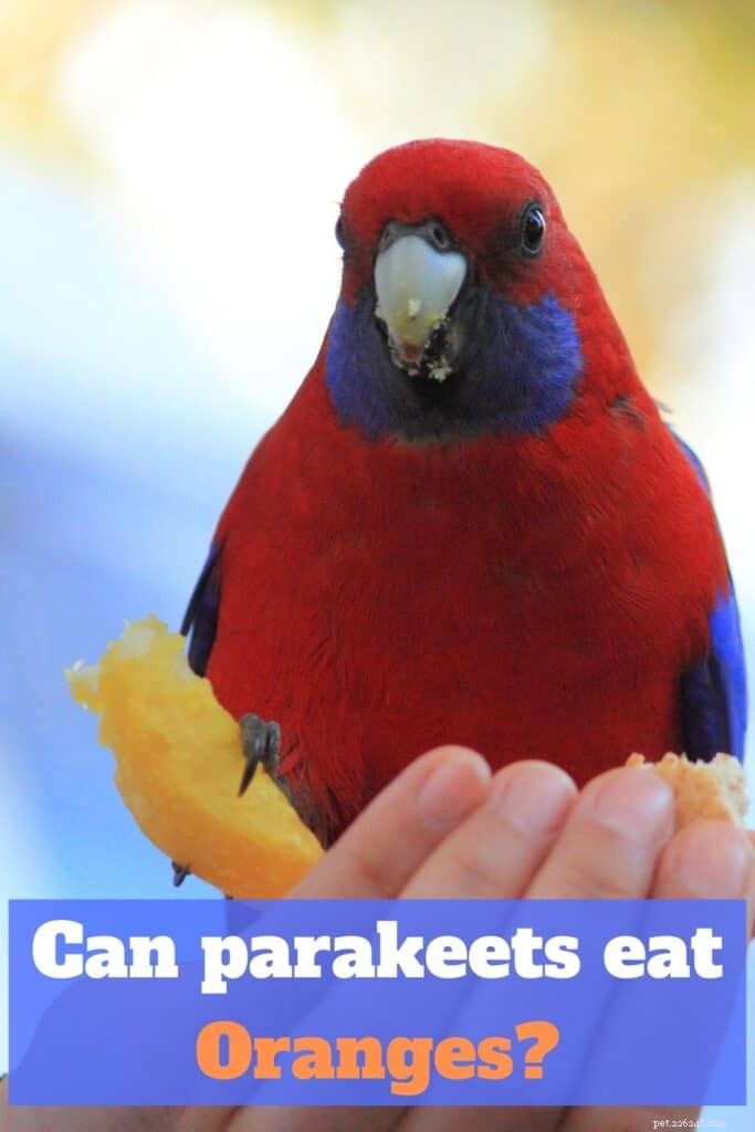 Can Parakeets Safely Eat Oranges? Expert Guidance on Benefits, Risks, and Feeding Tips