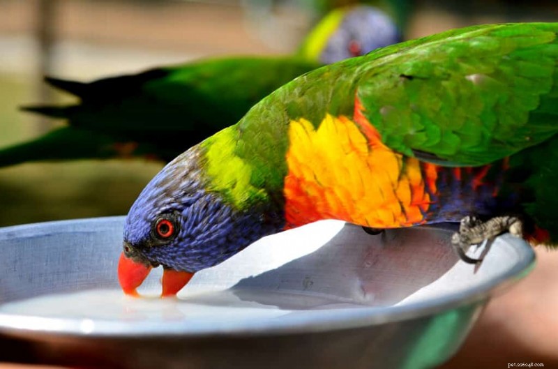 How Much Water Do Parakeets Need Daily? Expert Guide for Healthy Hydration
