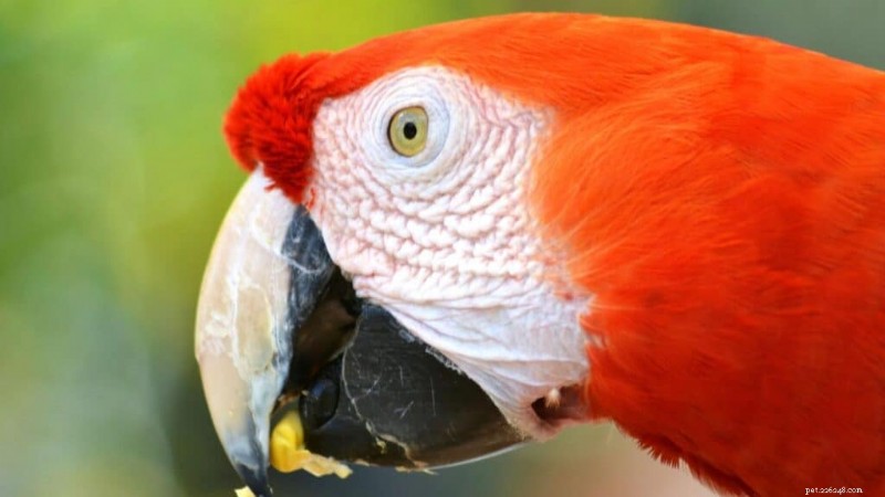 Can Parrots Safely Eat Pineapple? Fresh vs. Canned – A Nutrition Guide