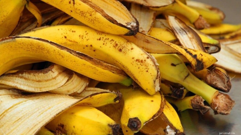 Can Parrots Eat Bananas? Fresh vs. Dried – A Vet‑Approved Guide