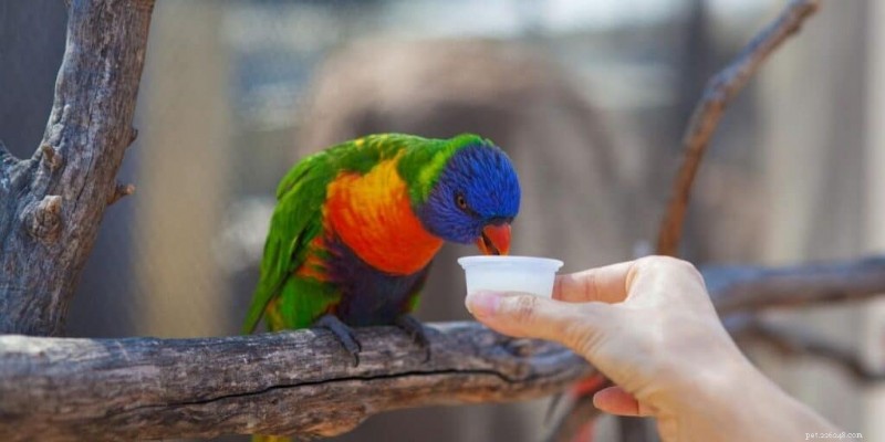 Can Parrots Eat Bananas? Fresh vs. Dried – A Vet‑Approved Guide
