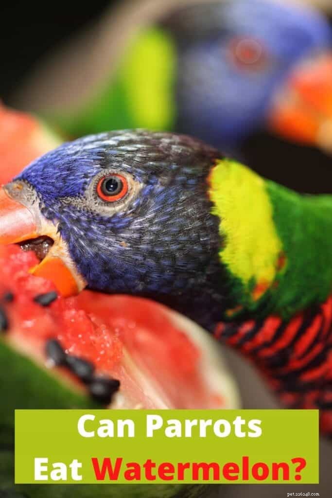 Is Watermelon Safe for Parrots? A Complete Feeding Guide