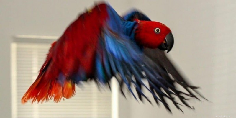 Will Your Parrot Return After Flying Away? Proven Retrieval Tips & Prevention Strategies