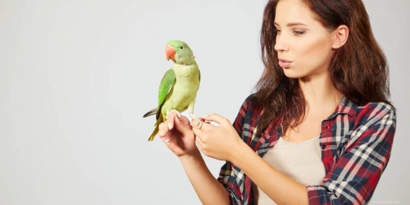Parakeet Lifespan: How Long Do They Live, Age Calculator, and Signs of Aging