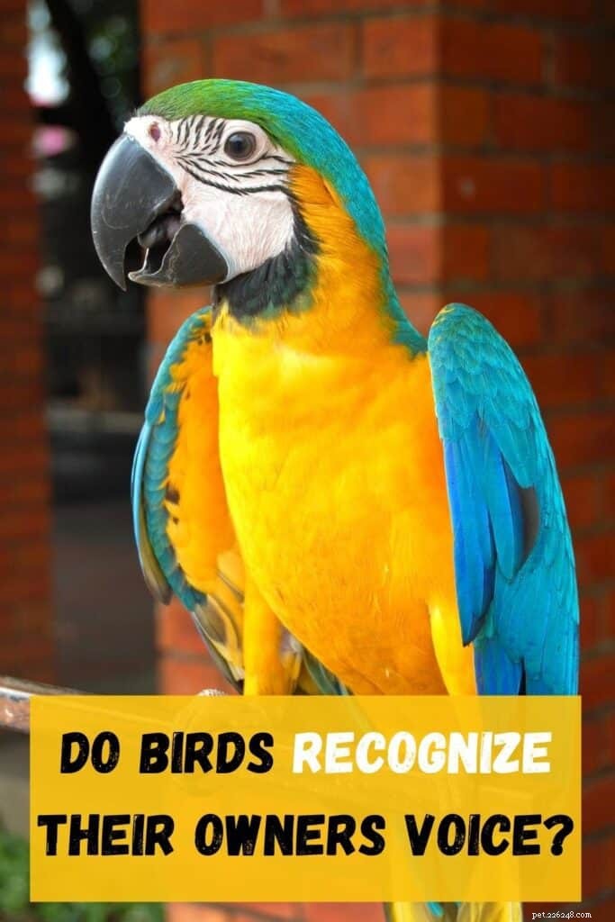 Do Parakeets Recognize Their Owners? Voice, Sight, and Bonding Explained