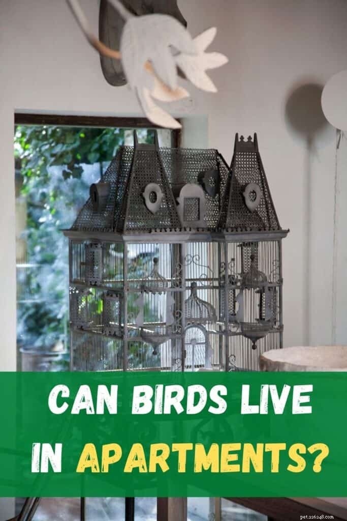 Can You Keep a Bird in Your Apartment? A Guide to Rules, Noise, and Best Breeds