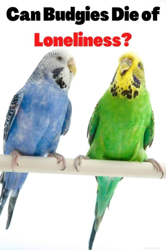 Loneliness in Budgies: How Social Needs Impact Lifespan & Care