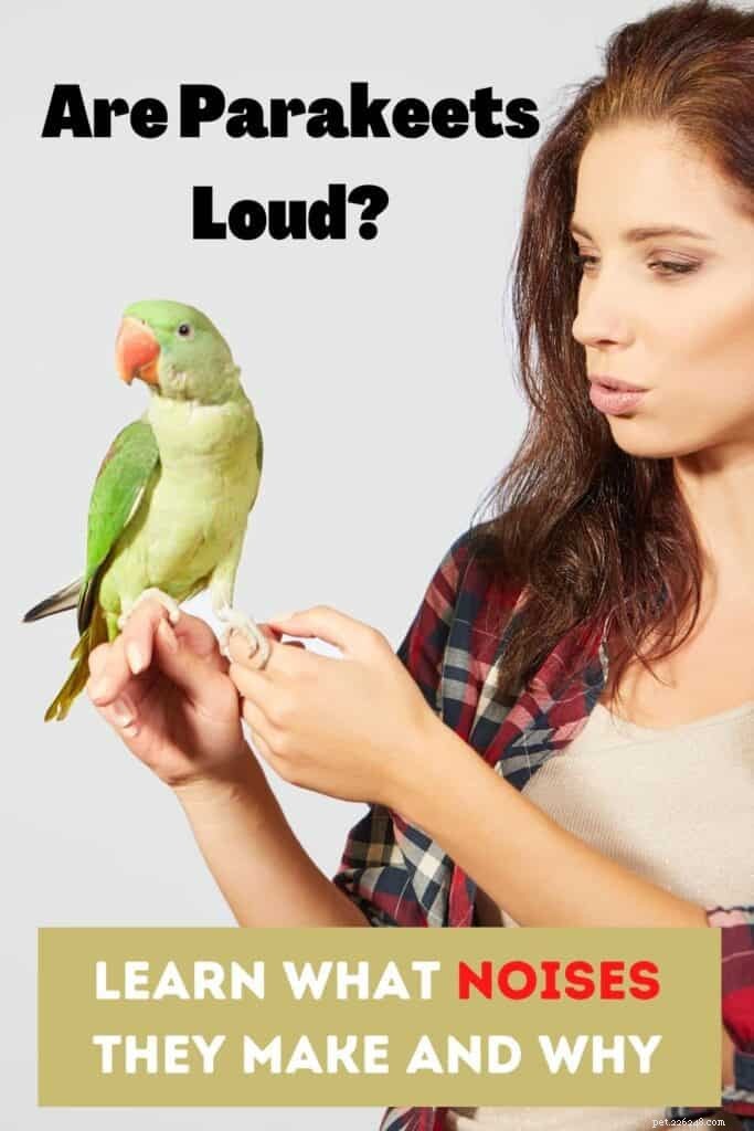 Are Parakeets Loud? Decoding Their Vocalizations & What They Mean