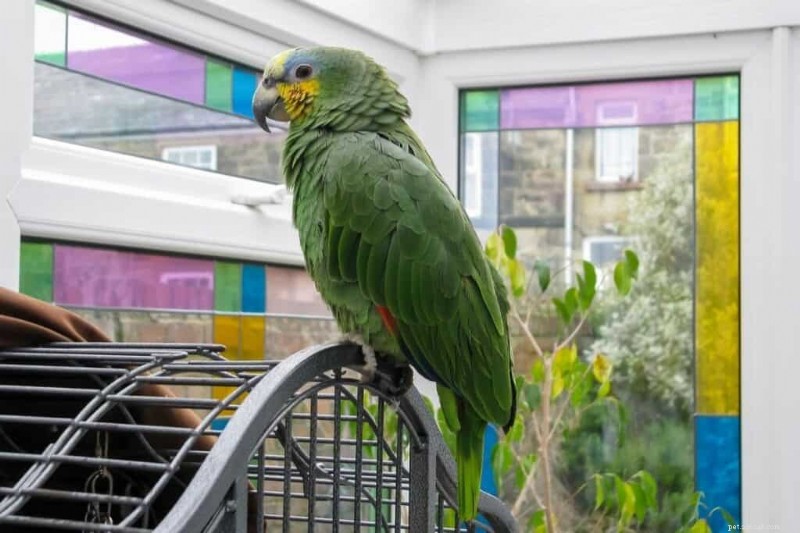 Do Parakeets Make Noise at Night? Expert Insights & Proven Solutions