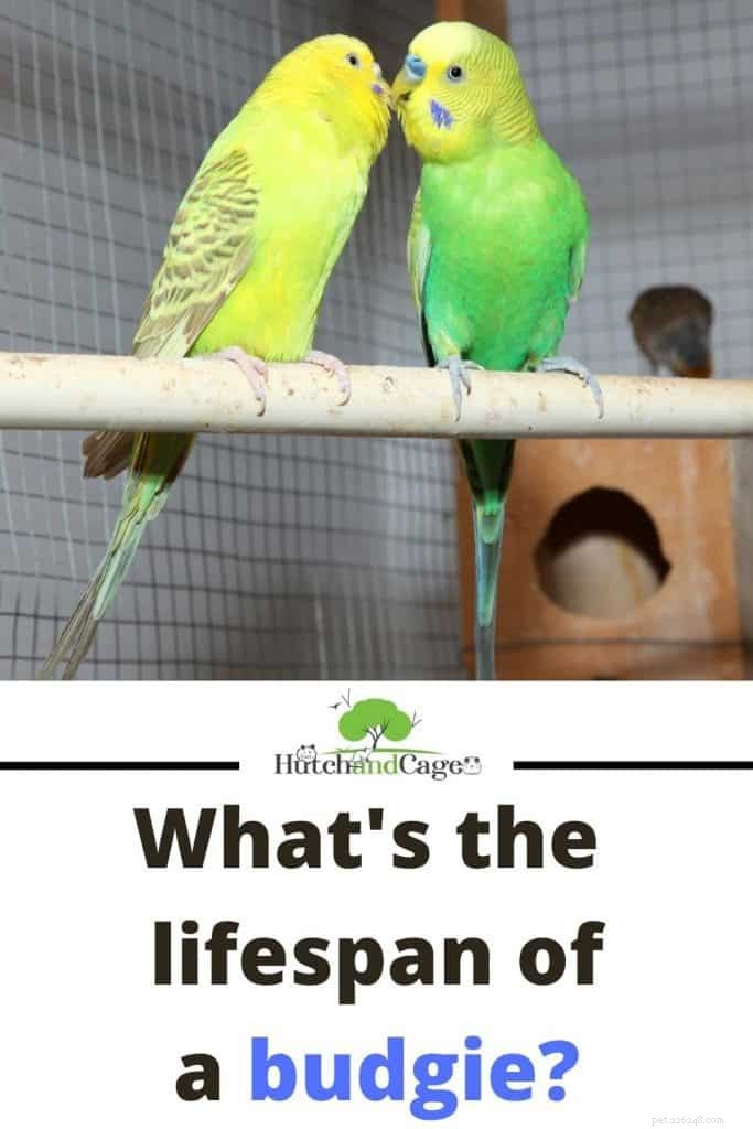 How Long Do Budgies Live? Expert Guide to Their Lifespan & Care