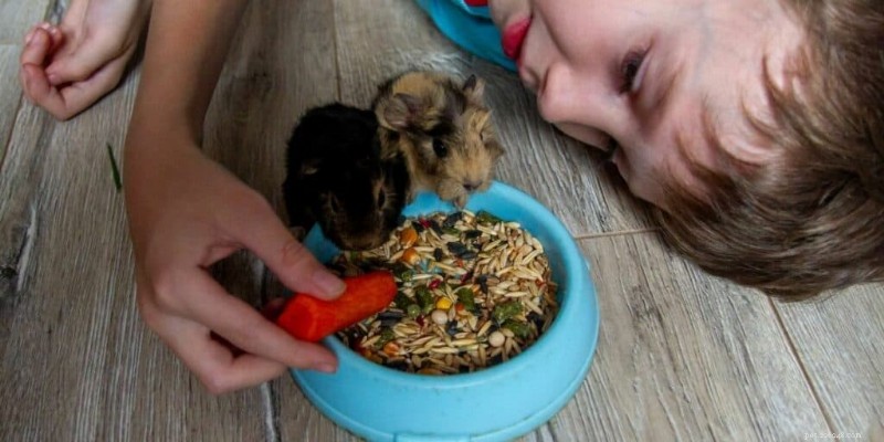 How to Raise and Care for Guinea Pig Pups: A Complete Guide