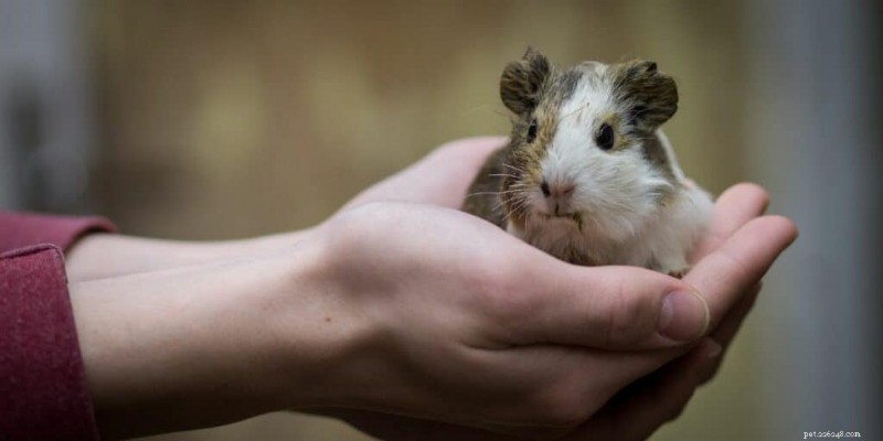 How to Raise and Care for Guinea Pig Pups: A Complete Guide