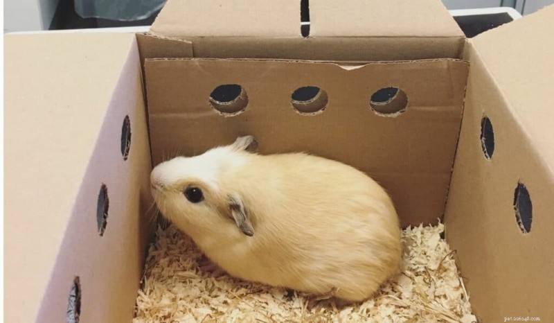 Step‑by‑Step Guide to Gently Pick Up a Skittish Guinea Pig