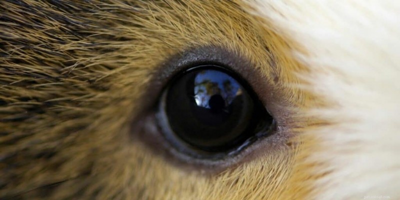 Can Guinea Pigs See in the Dark? Understanding Their Night Vision