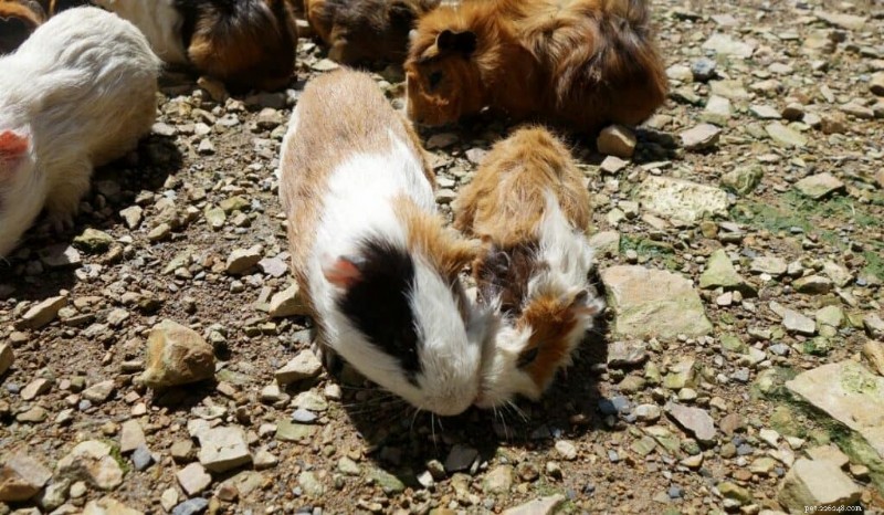 What Do Wild Guinea Pigs Really Eat? A Complete Guide to Their Natural Diet