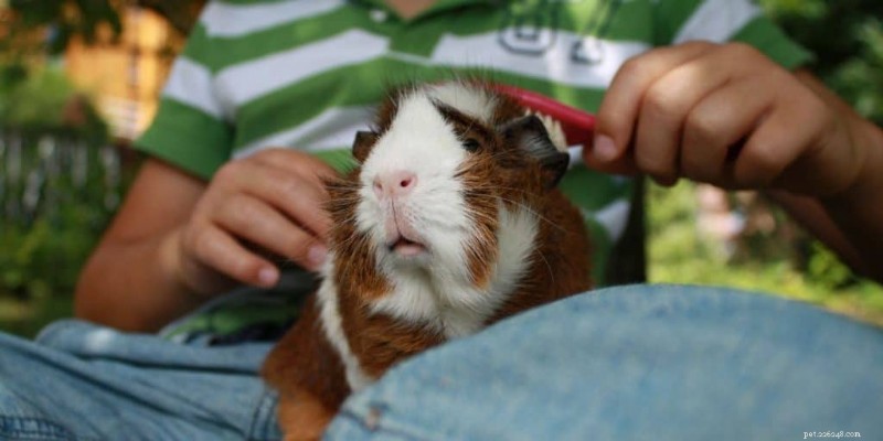 Why Your Guinea Pig Feels Afraid of You – Understanding and Rebuilding Trust